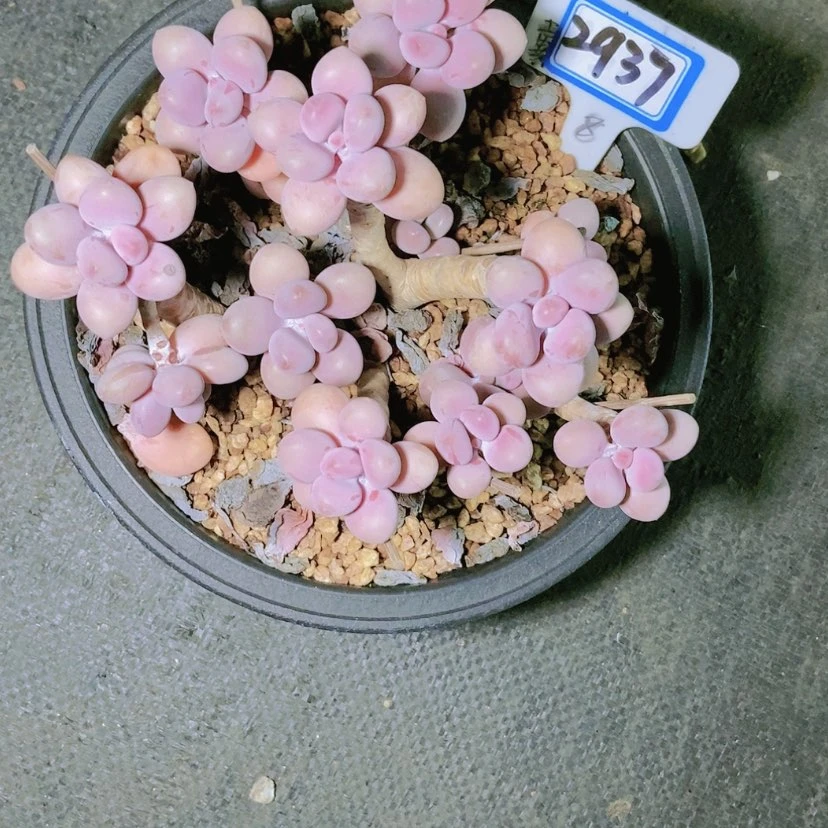 【闪购商品】喜*多2937