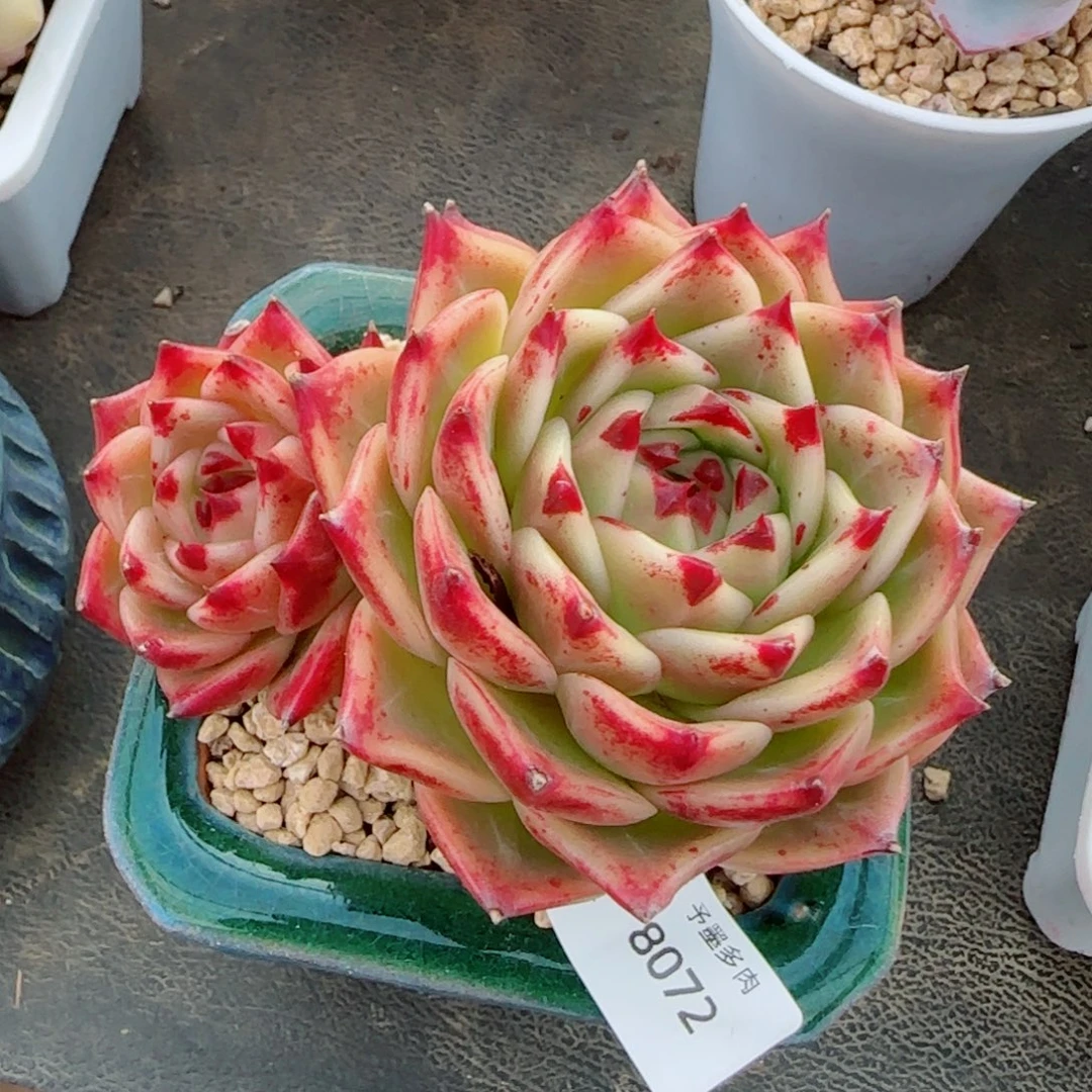 蓝龙，8072多肉植物