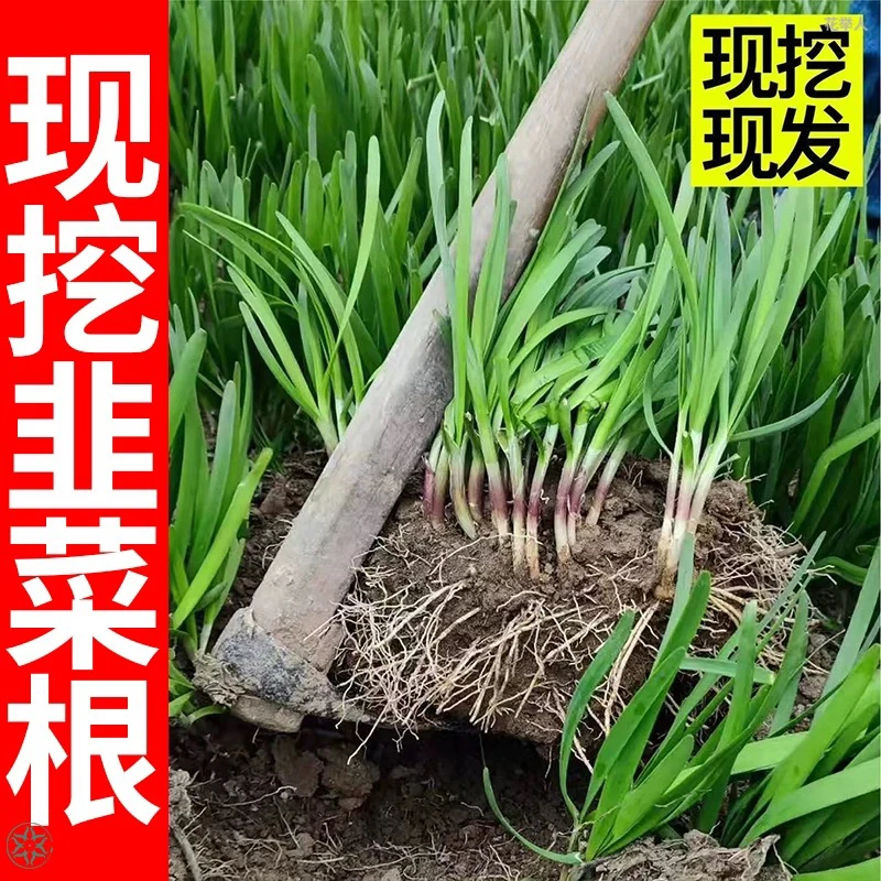 【寿光苗场】直播专享山东紫根宽叶韭菜秧苗现挖现发现货直发