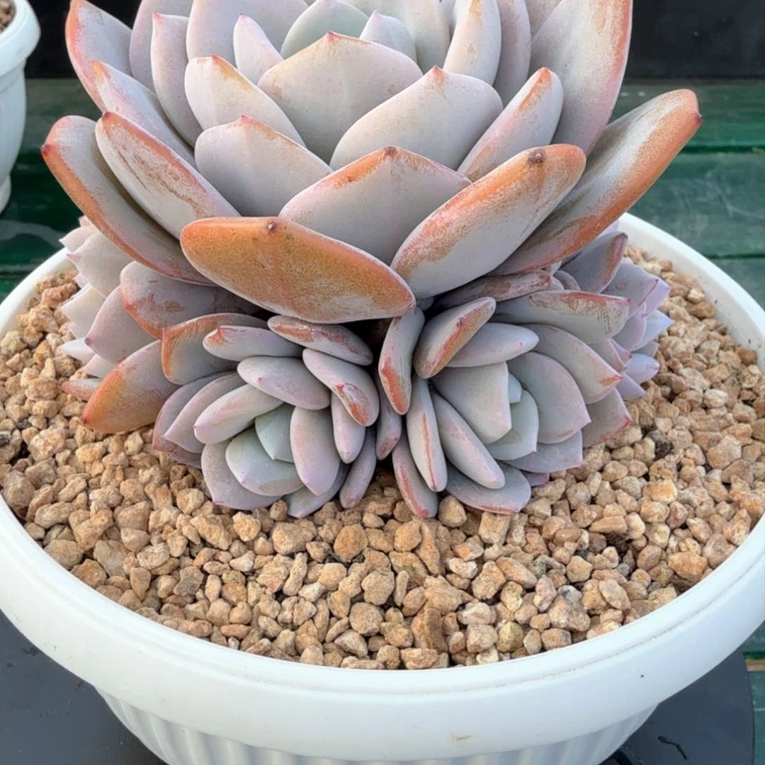 奶茶一物一拍拍下不退不换