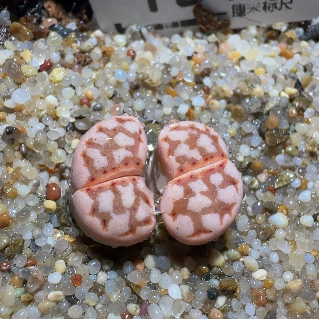 Zzz生石花肉锥1819锦