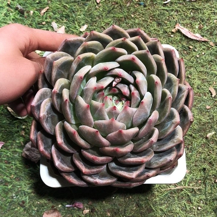 香槟大单头多肉植物