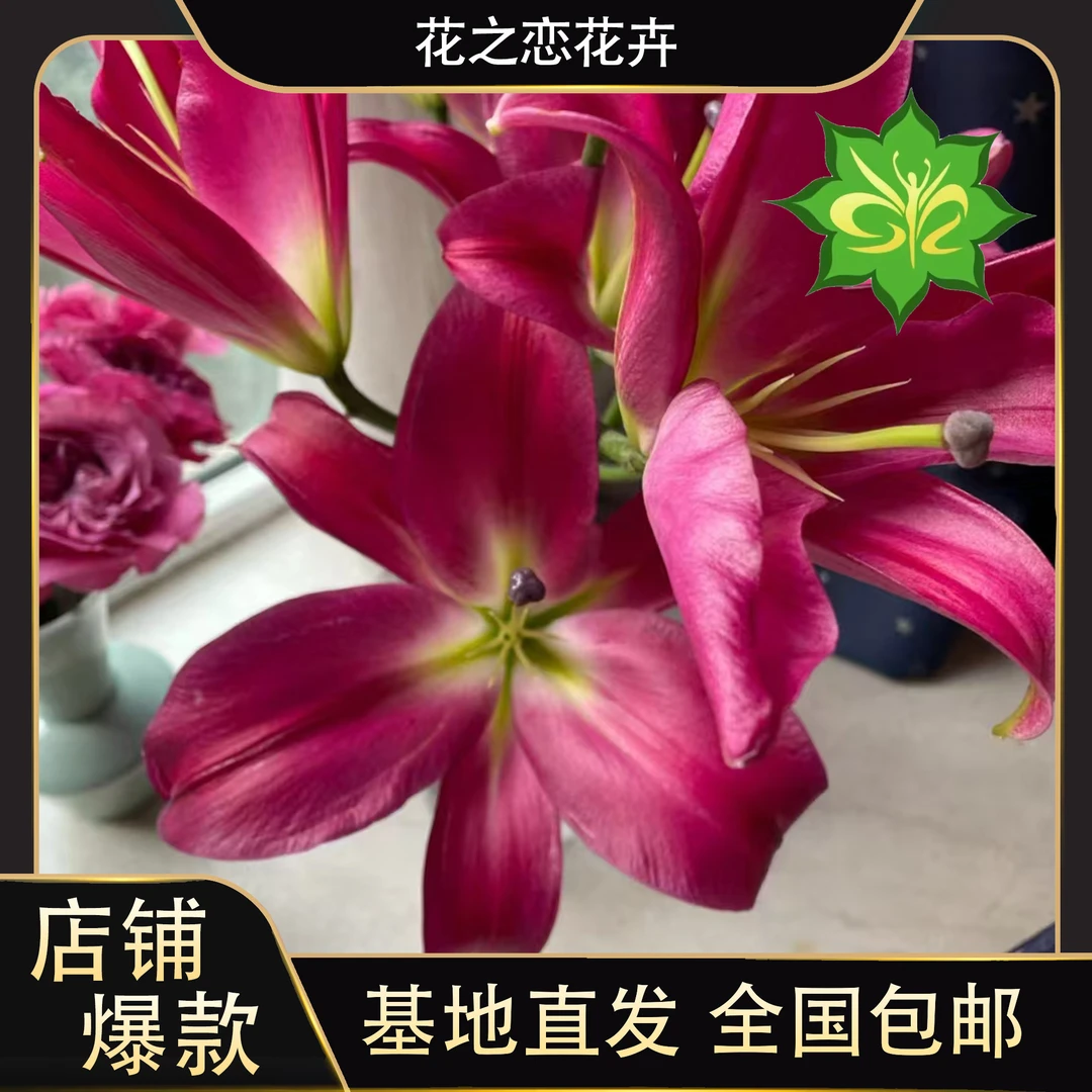 竞争香水百合   居家办公优选《东北基地发货》
