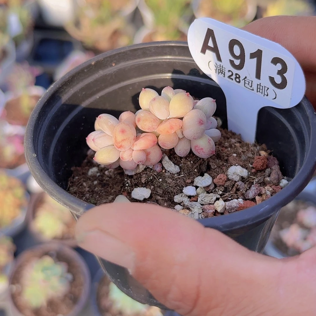A913萤火虫一物一拍