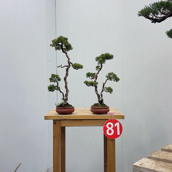 郎***楼无花朵原生老桩老盆济州真柏