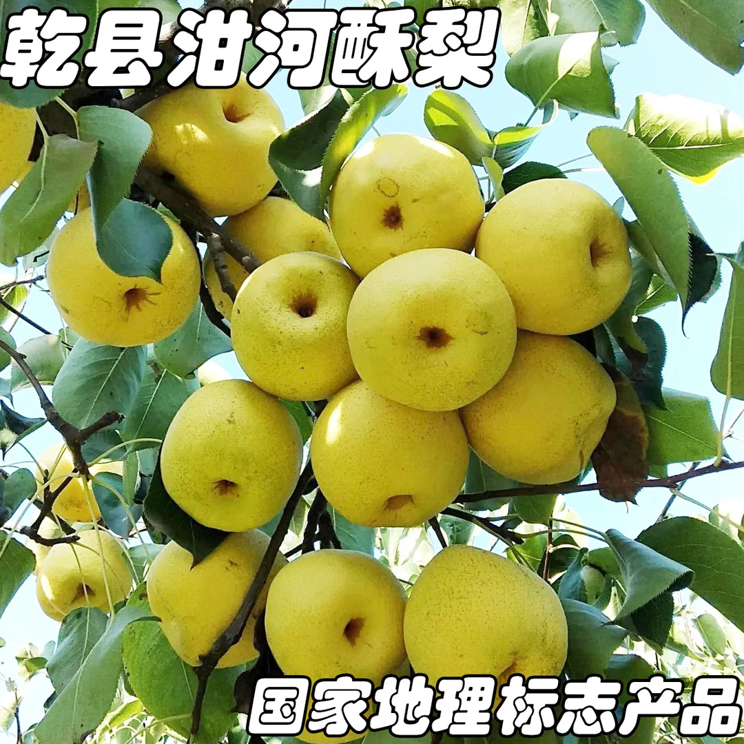 乾县泔河酥梨，甘甜爆汁现摘现发