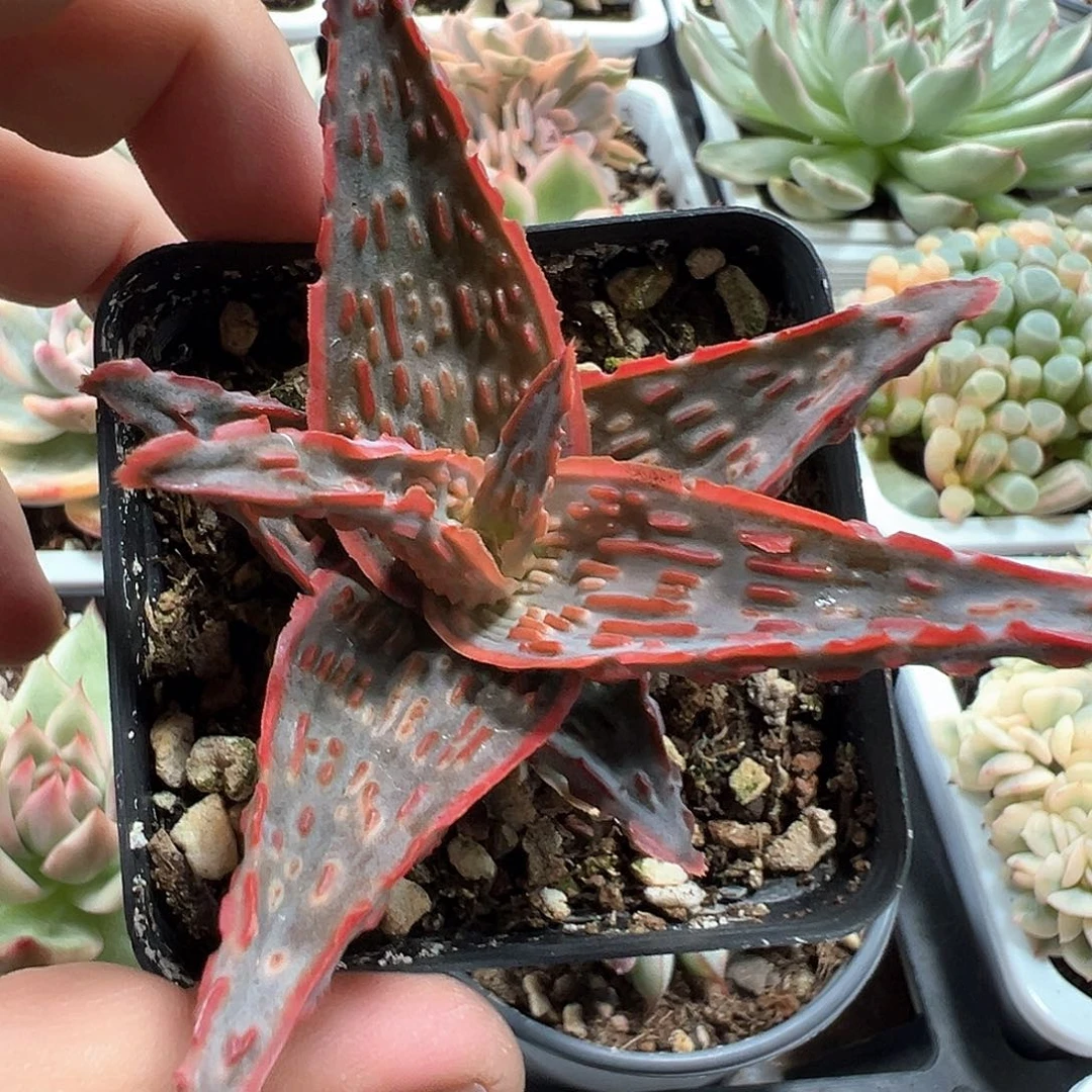 卡杂园艺芦荟 小方花圃一物一拍