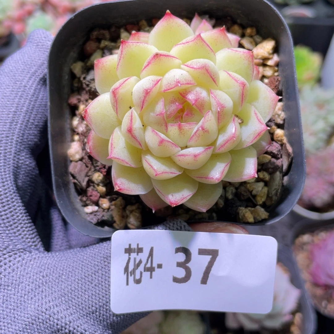 花利美 4-37女王玫瑰