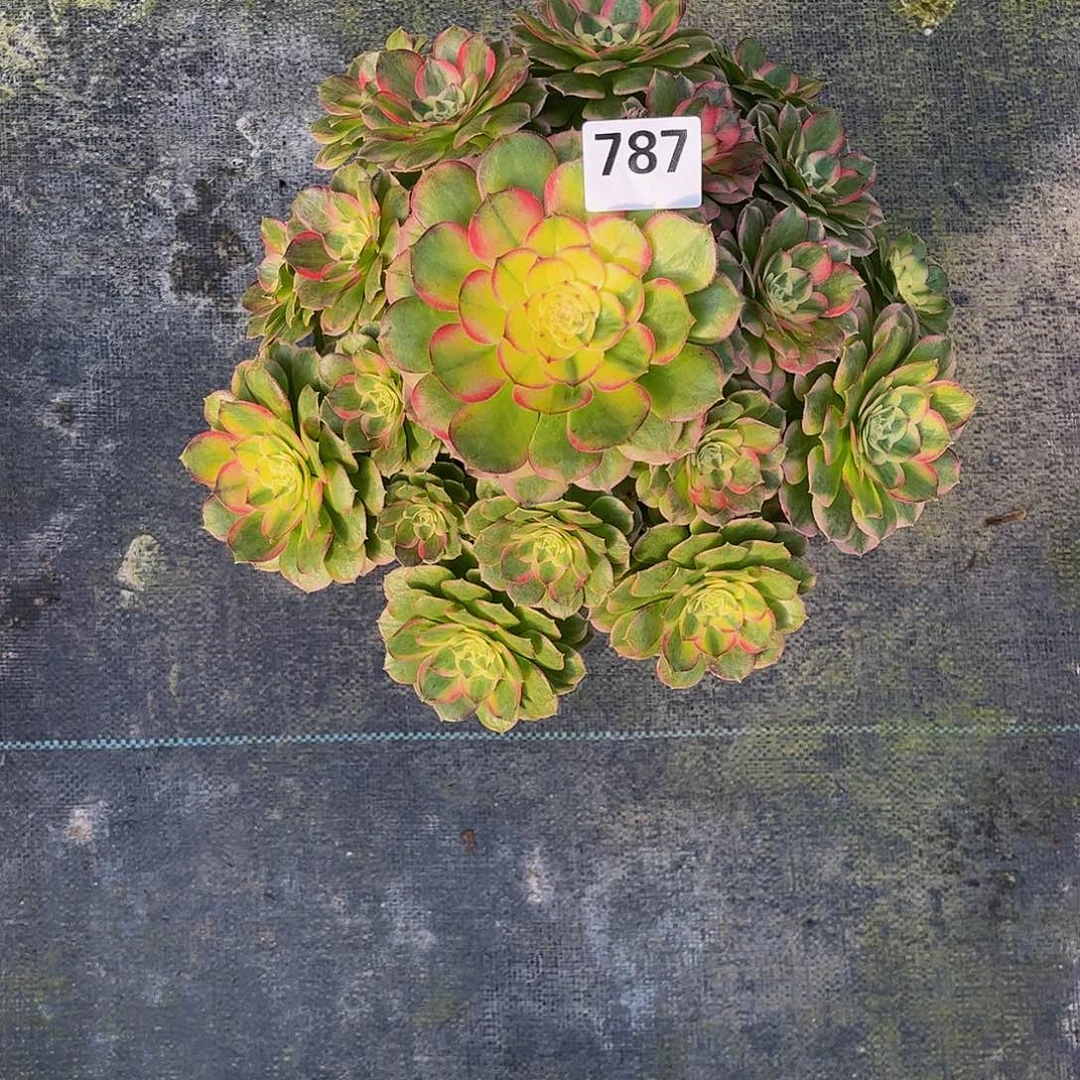 刘***念多肉海仙0000000787