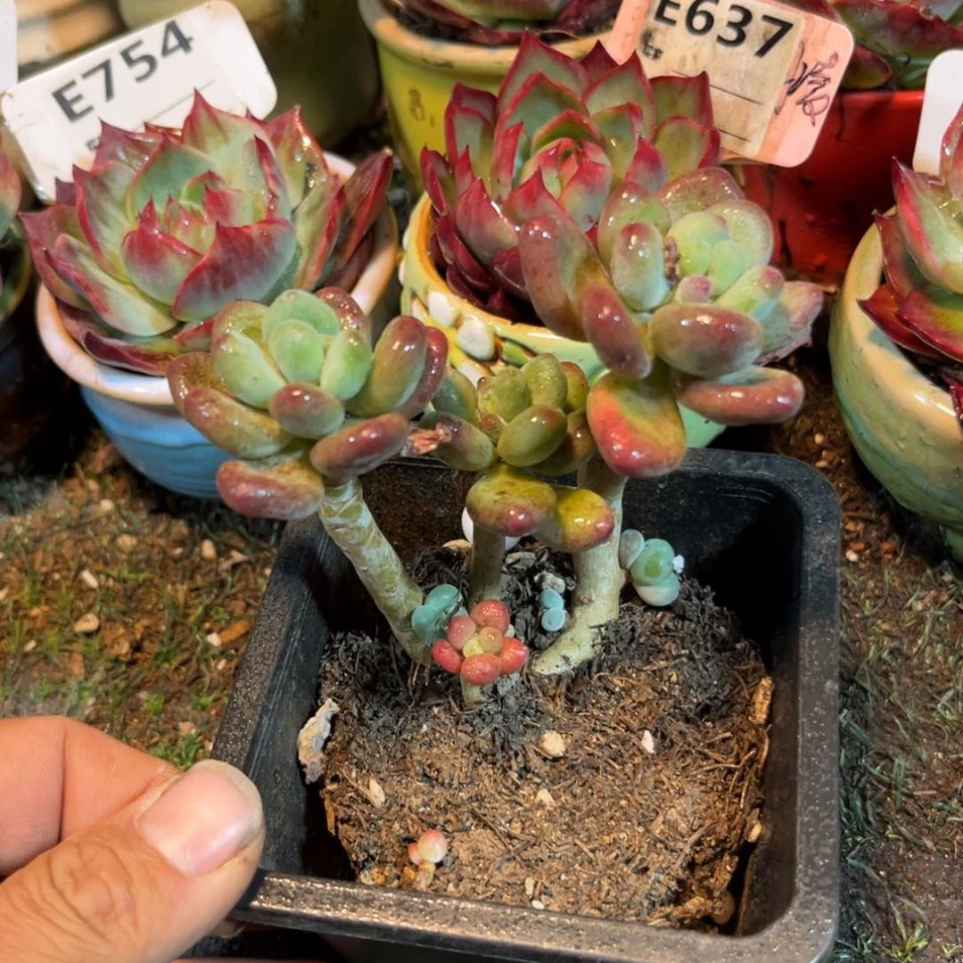 苹果奶多肉植物萃取