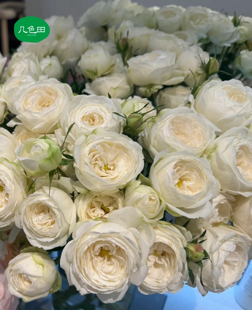 雪媚娘—稀有多头玫瑰云南直发鲜花云南花插花鲜花