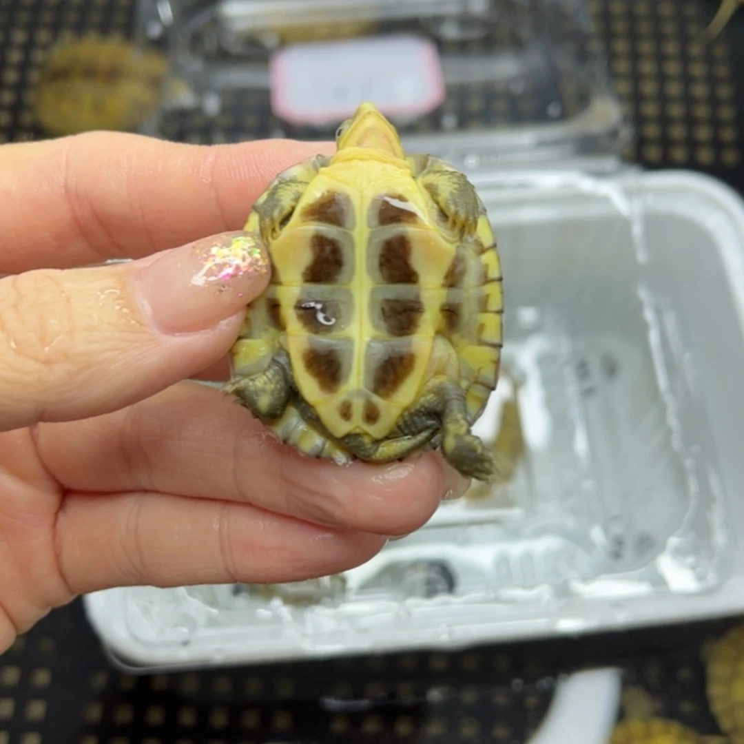 馨***儿不分公母宠物龟22