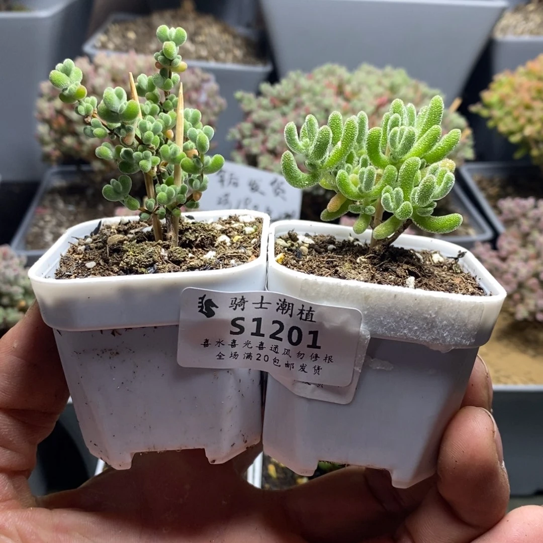 1201套餐2颗枝干番杏