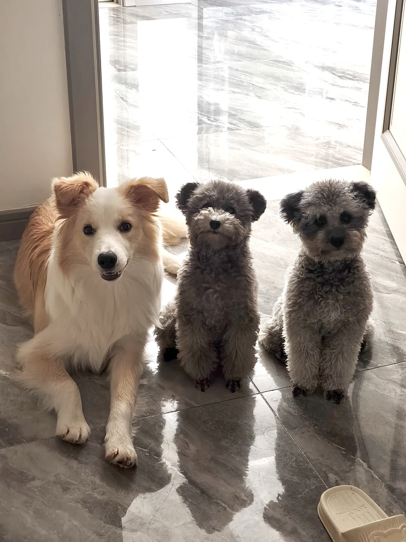 【抽球小游戏】纯手工无添加宠物零食