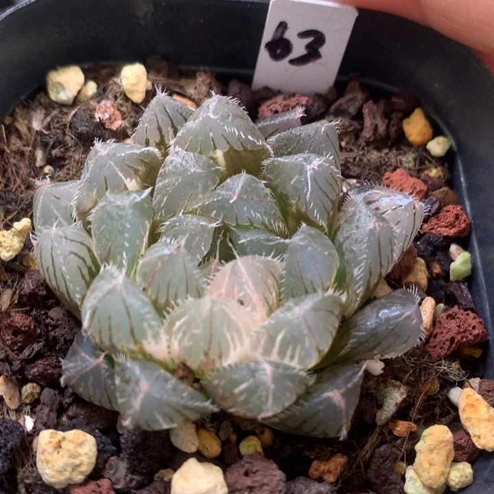 秋思玉露锦带盆土发货