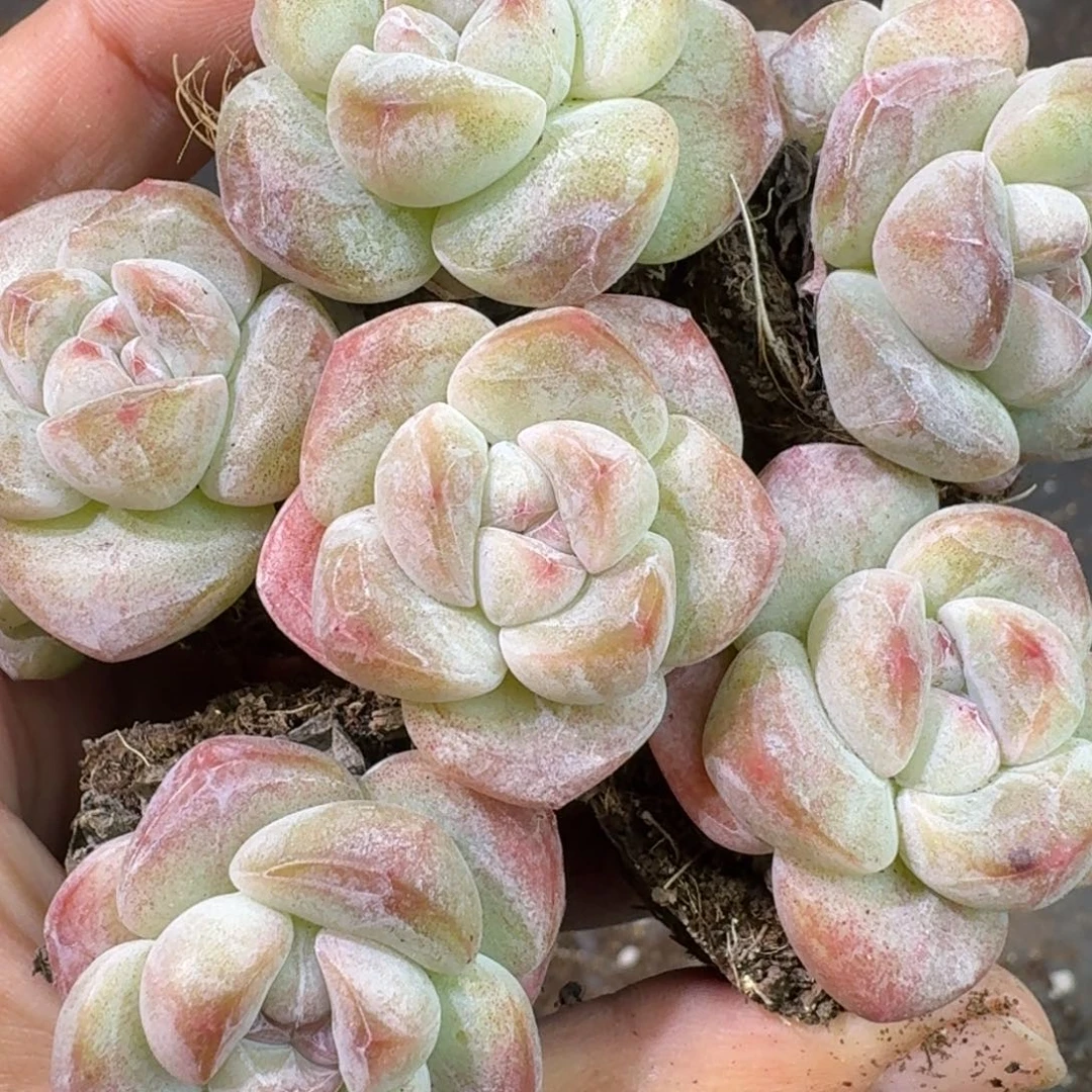 04号到手7颗，单双头冰玉