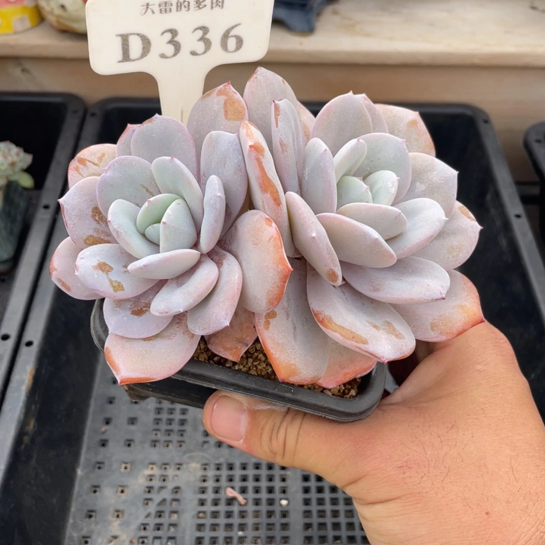 336奶茶不带盆13厘米