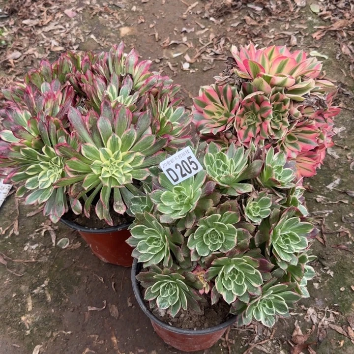 3颗205号……多肉植物……