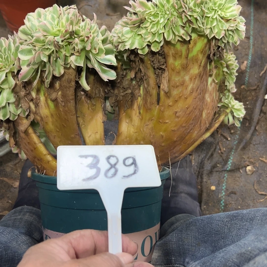 爱***正多肉植物粉女巫缀花389