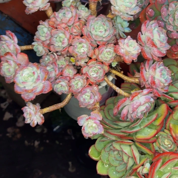 垫***场老桩精品肉肉千山雪