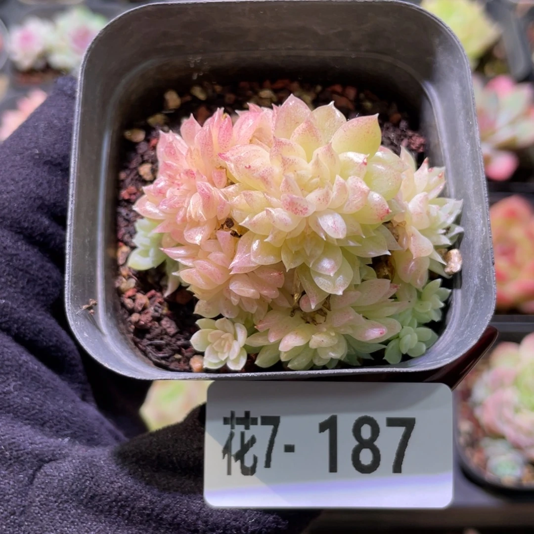 花利美7-187麦秆群