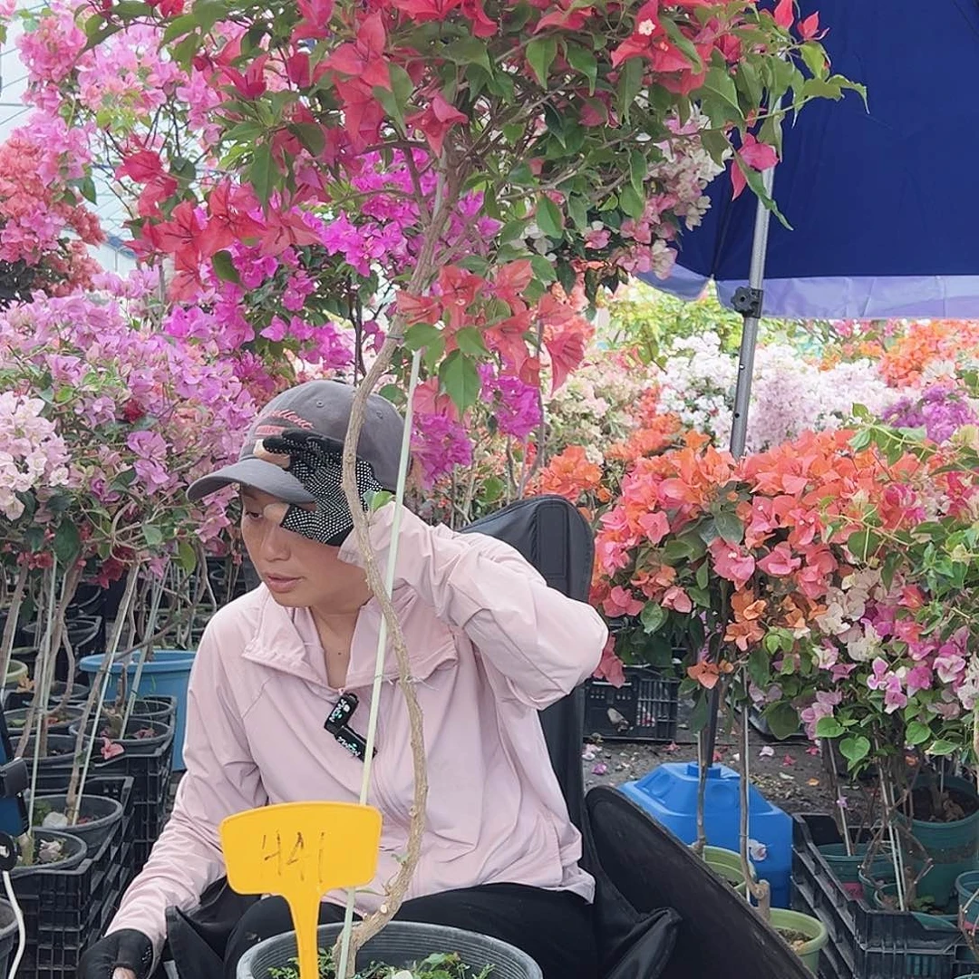 飞***舞大部分花苞少量开放H41酒红桑巴