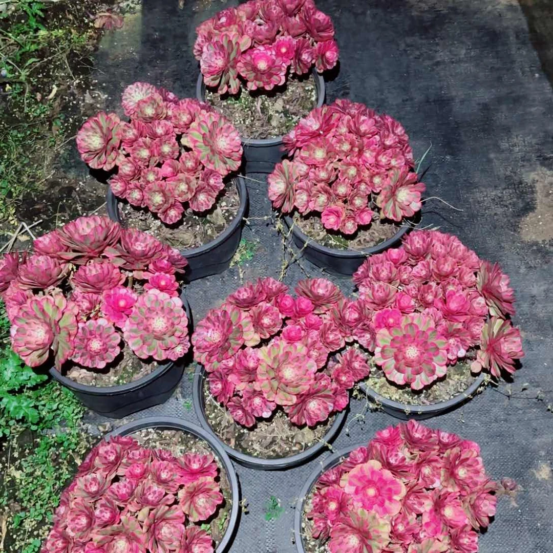 粉冠园艺粉铜壶量拍一颗