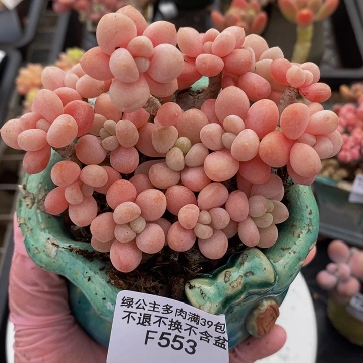 鱼子酱老桩10cm553多肉植物