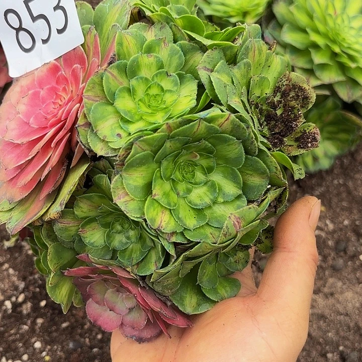 多肉植物福利853个