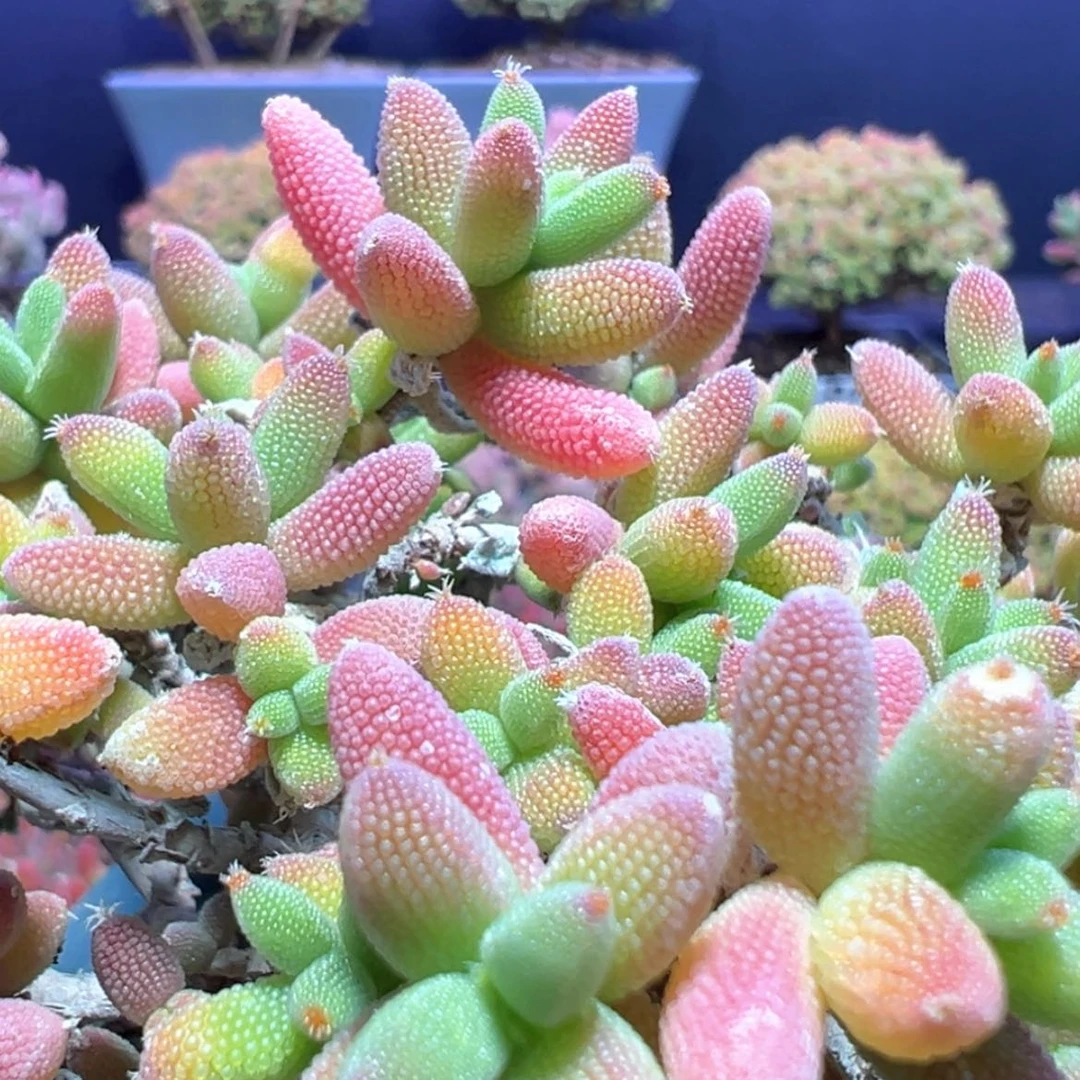 【闪购商品】d729 大玉米盲盒颜色就是这个样子