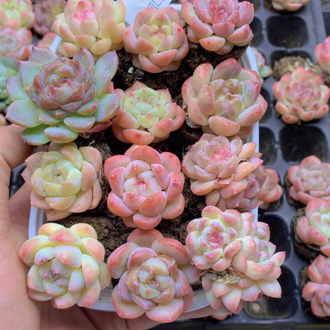 我要去看你了啊我086