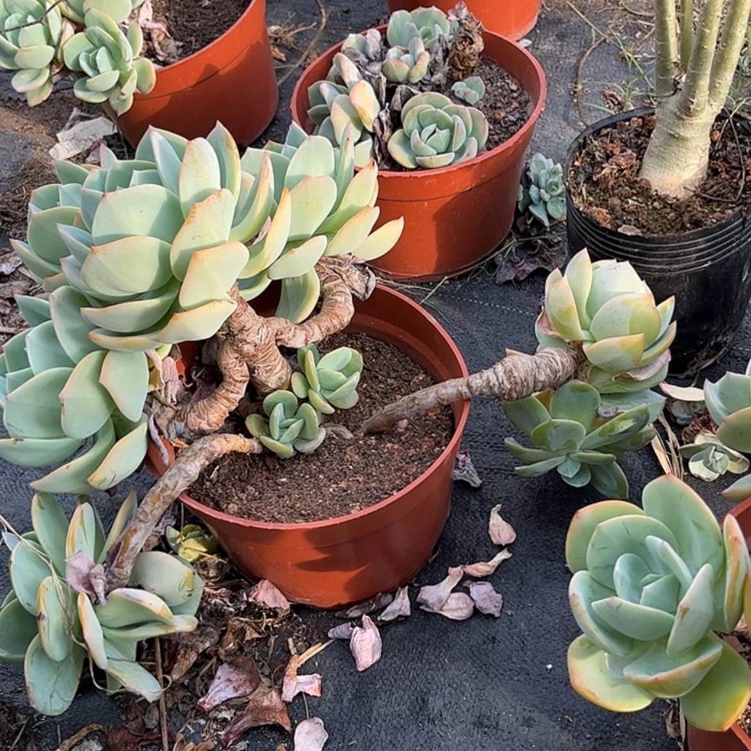 【闪购商品】无花朵传*