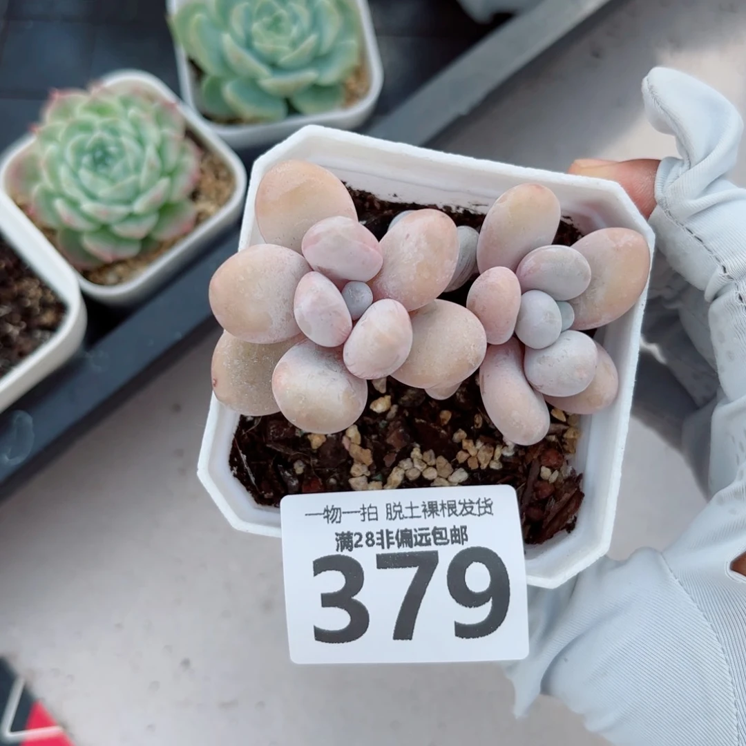 奶酪老桩多肉多肉