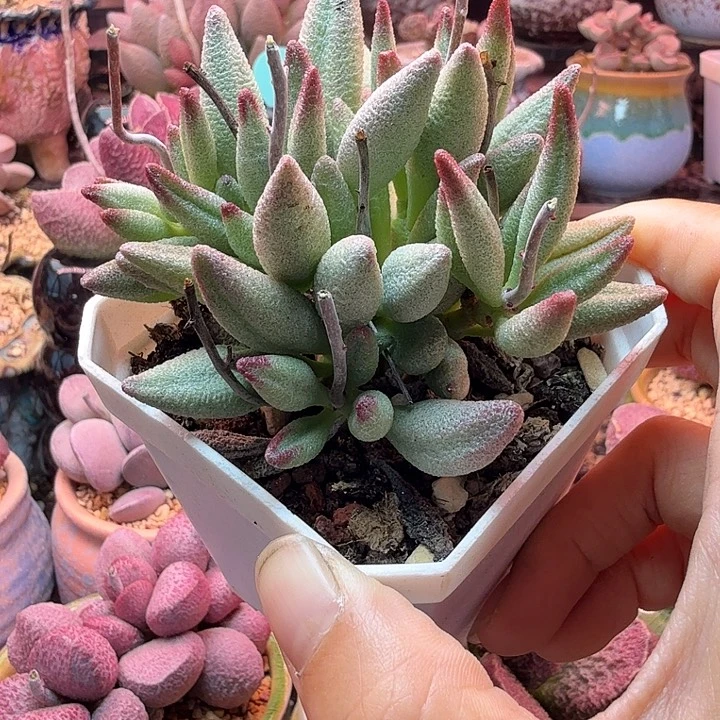 李****妞一物一拍，感谢支持