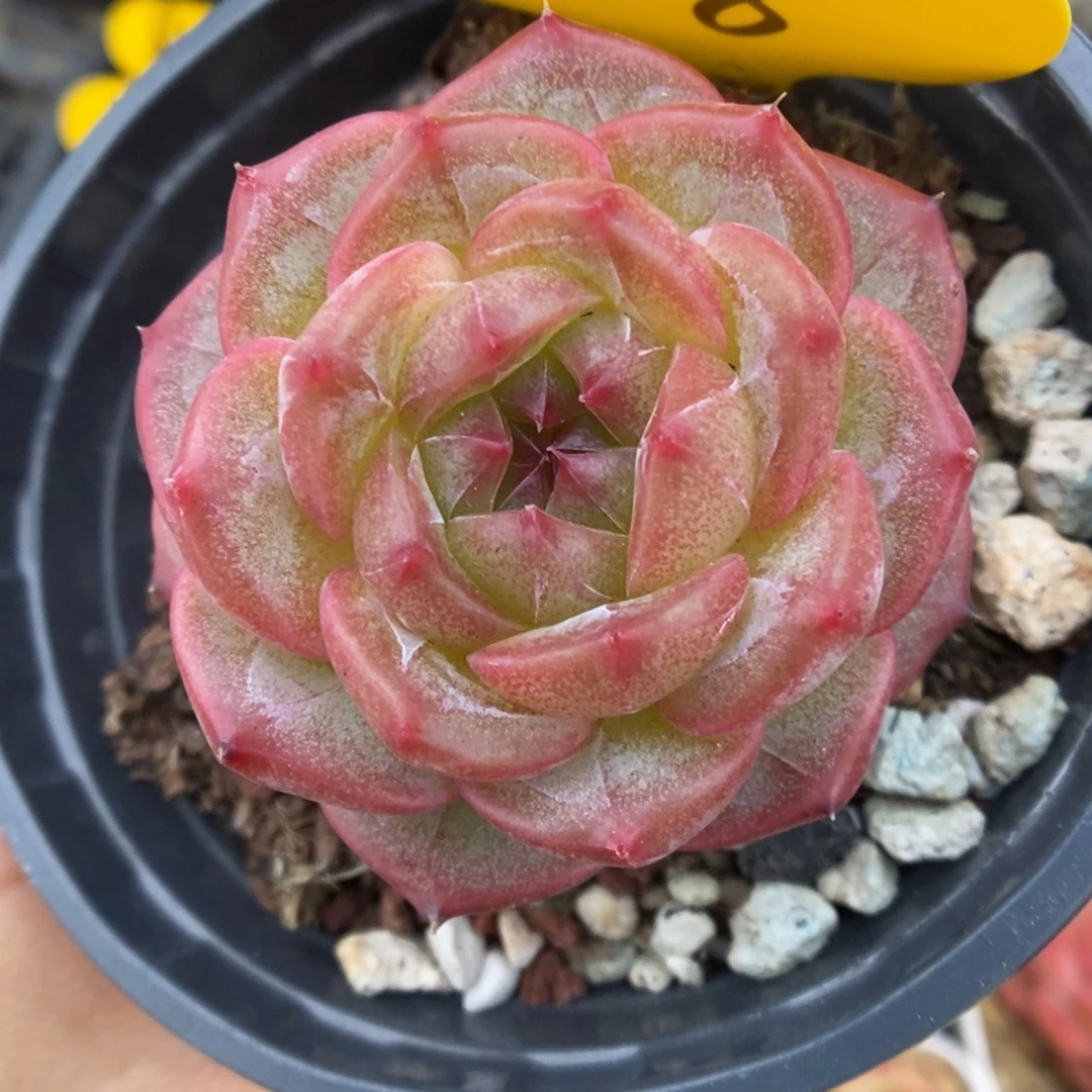 魅影珍妮可拍308号