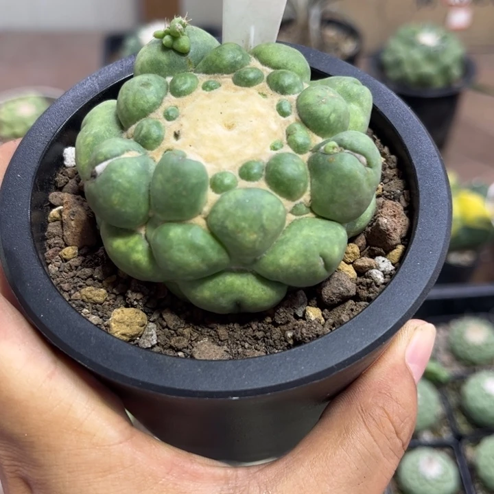 1035无刺象牙好养皮实