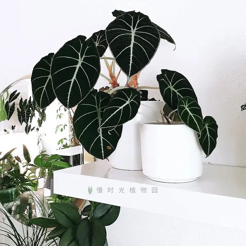 黑天鹅海芋天鹅绒竹芋绿天鹅忍者室内盆栽绿植物北欧简约好养耐晒
