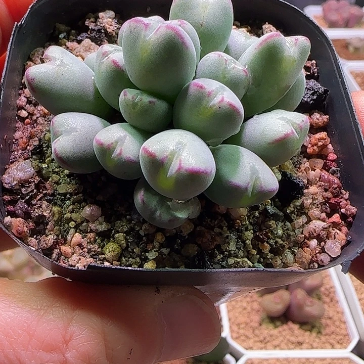 a****哈哈哈哈哈哈哈。 56767