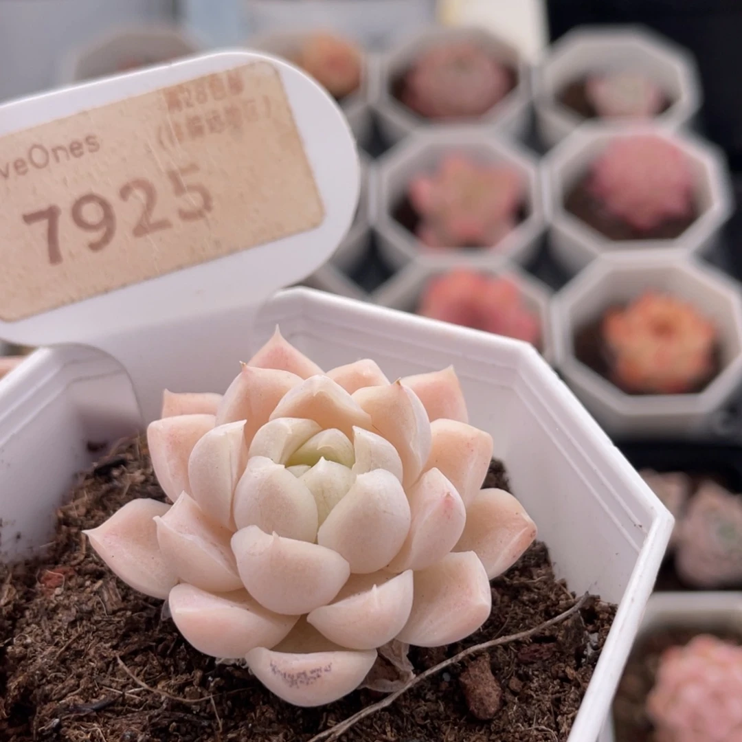 白月影7925-4.0厘米