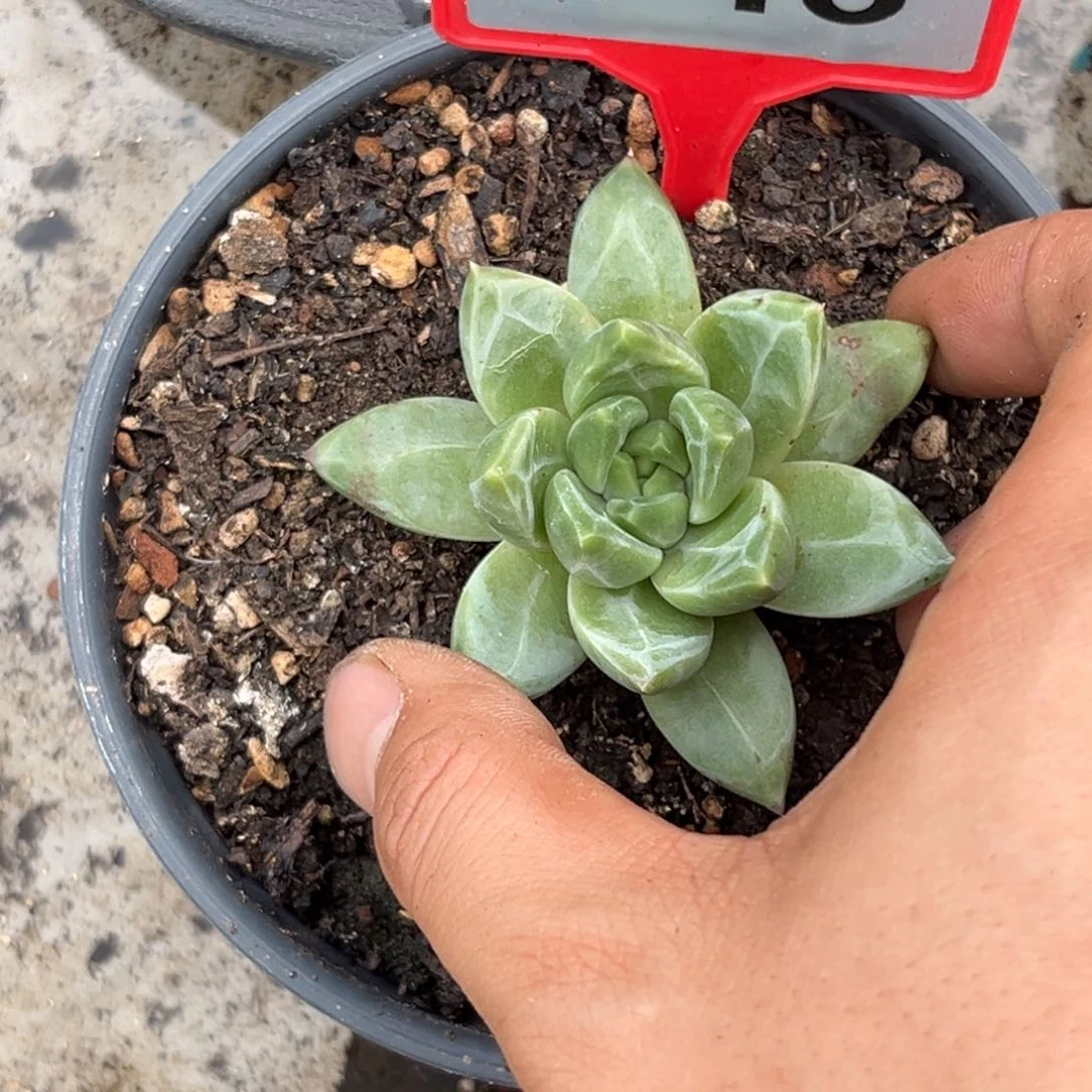 多肉植物优选暗纹美人748