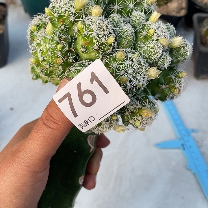 仙人球无花朵761号一个