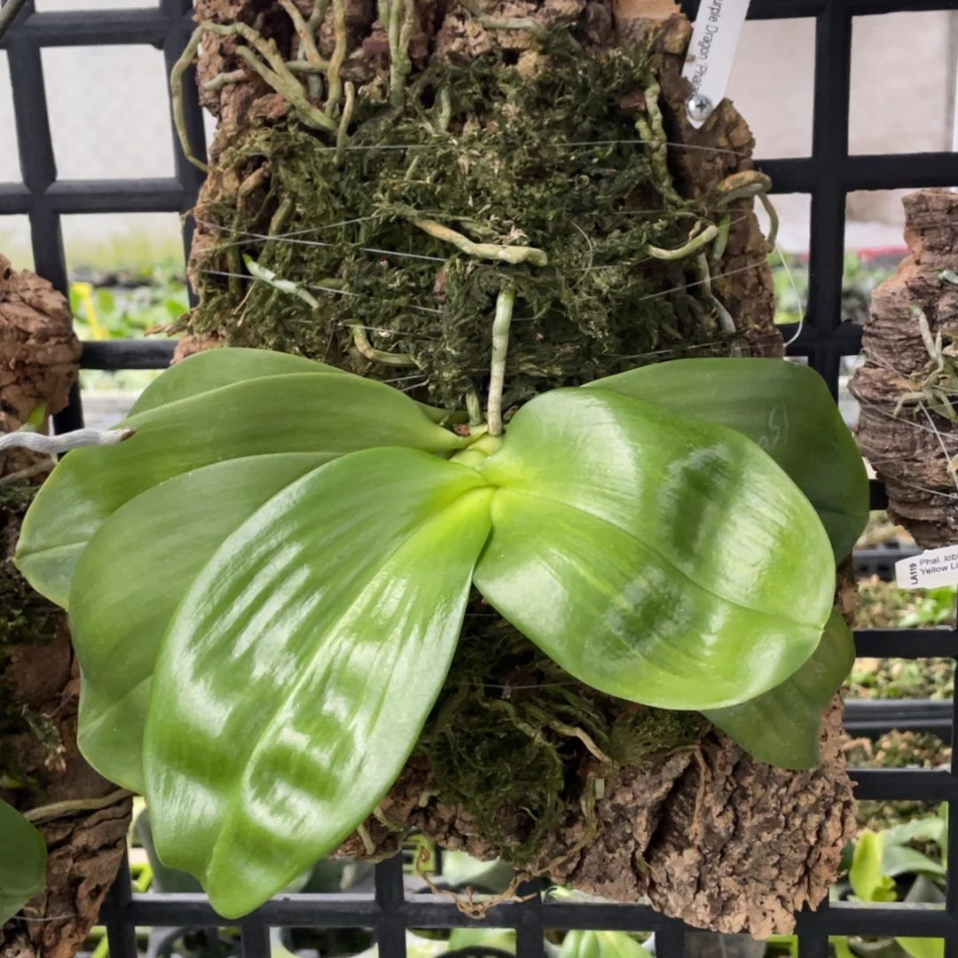 当前无花栽培后可以开花（板植）弥陀紫龙方阵