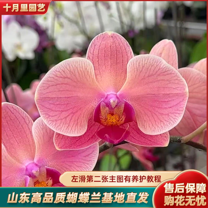 十月里蝴蝶兰【纳博讷】安祖原杯3.5寸杯全花发货