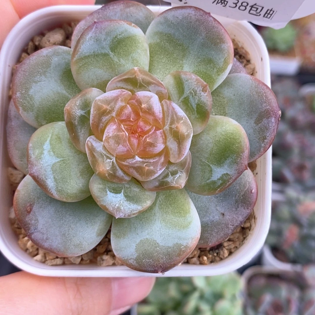 糖心孤品一颗21号