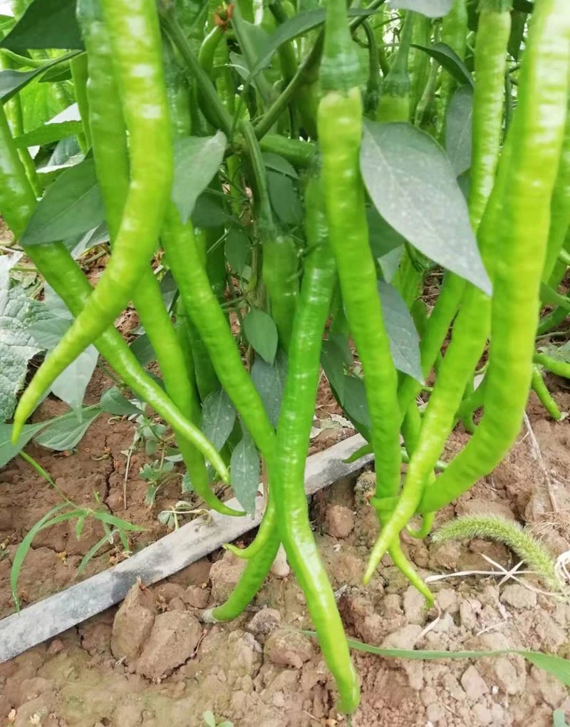 农家自种现摘现发新鲜青线椒二荆条蔬菜皮薄青辣椒黄线鸡心果