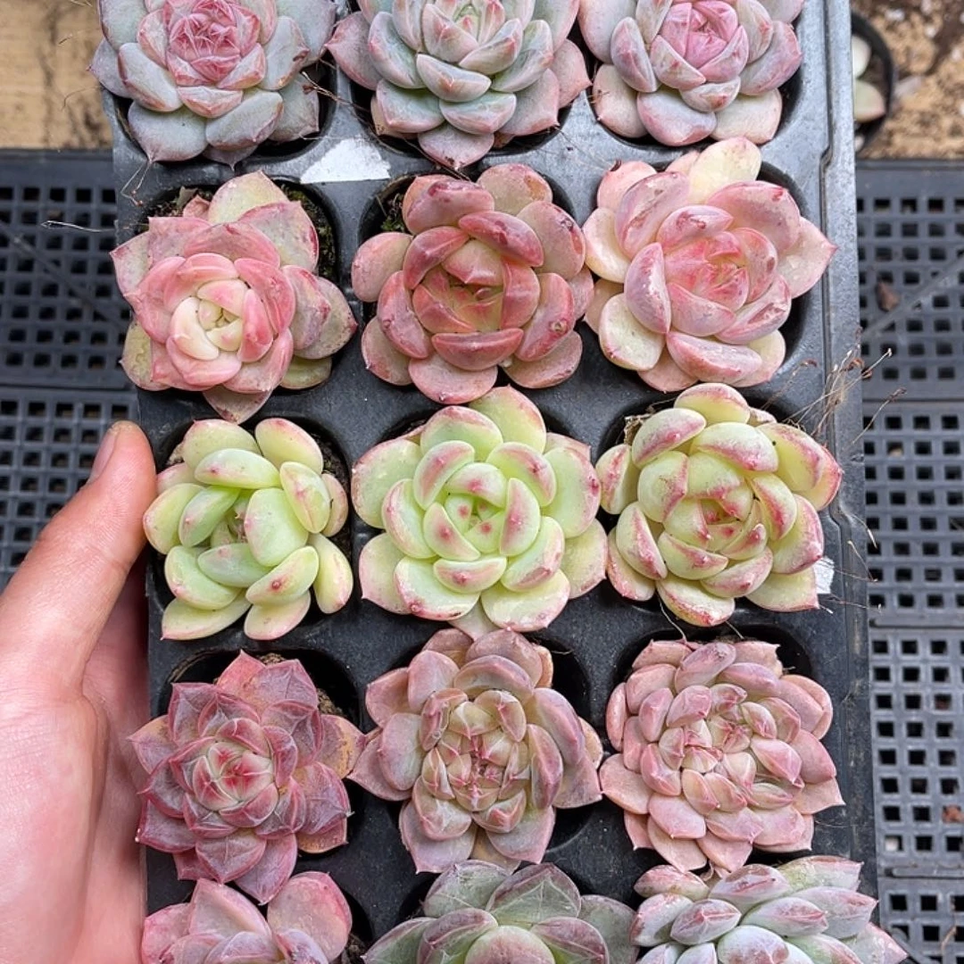 多肉一物一拍26-135