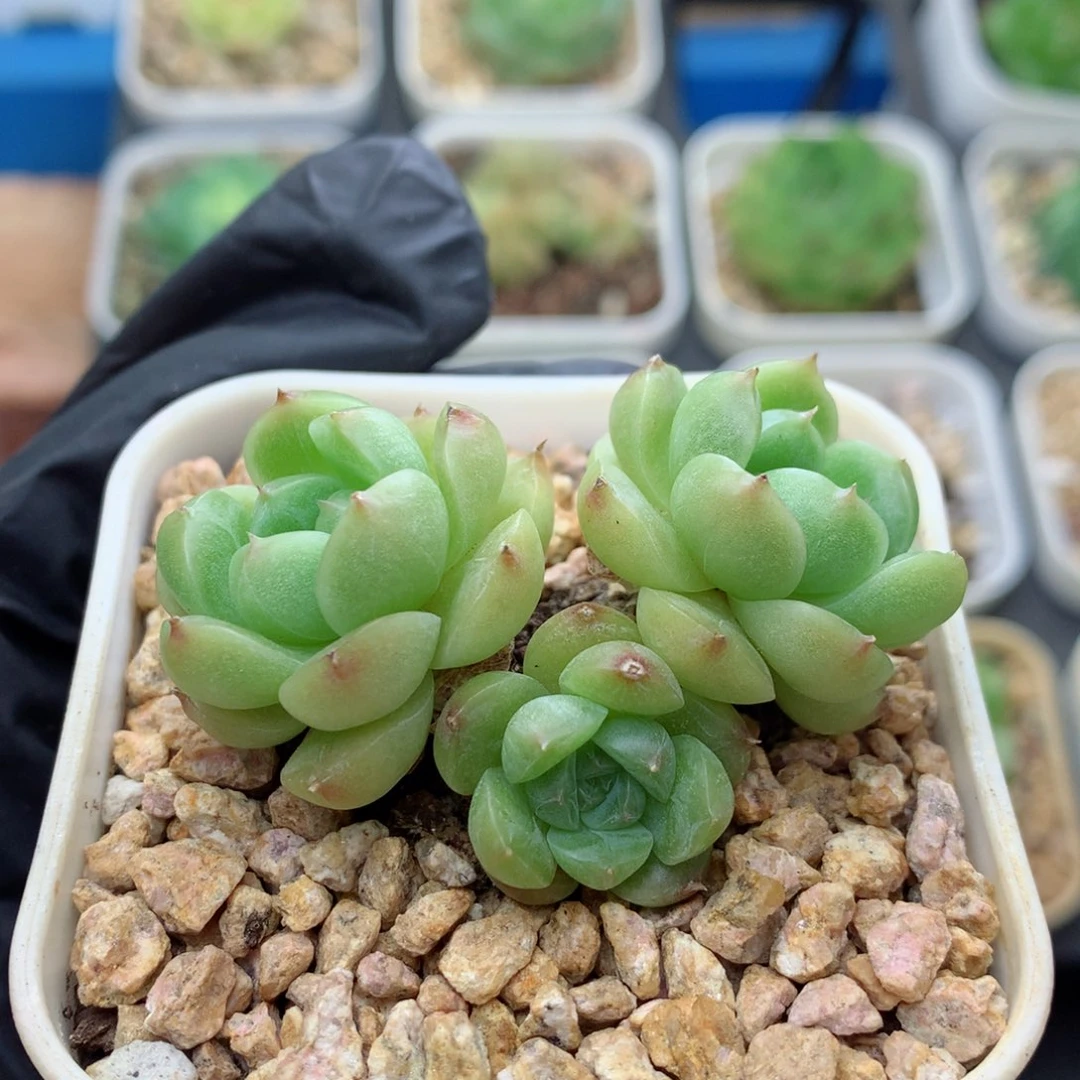 58包邮  群生不包整 22