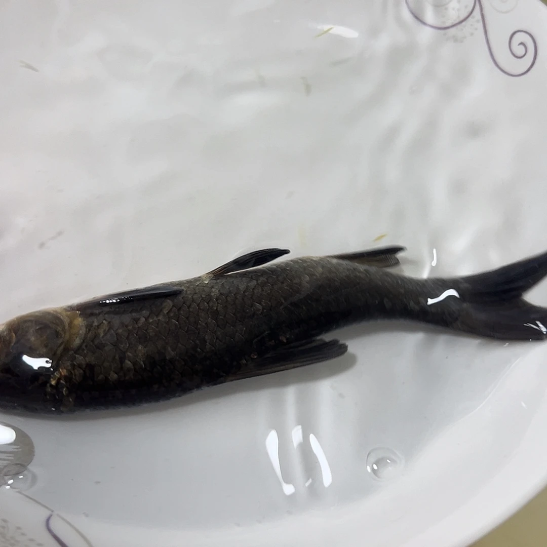 热***g青鱼9 －11分分5条