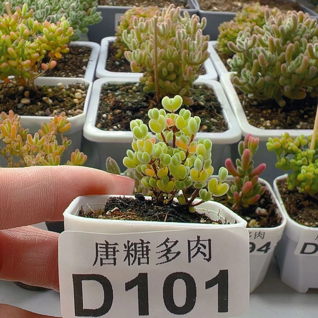 O****啦莱斯101。