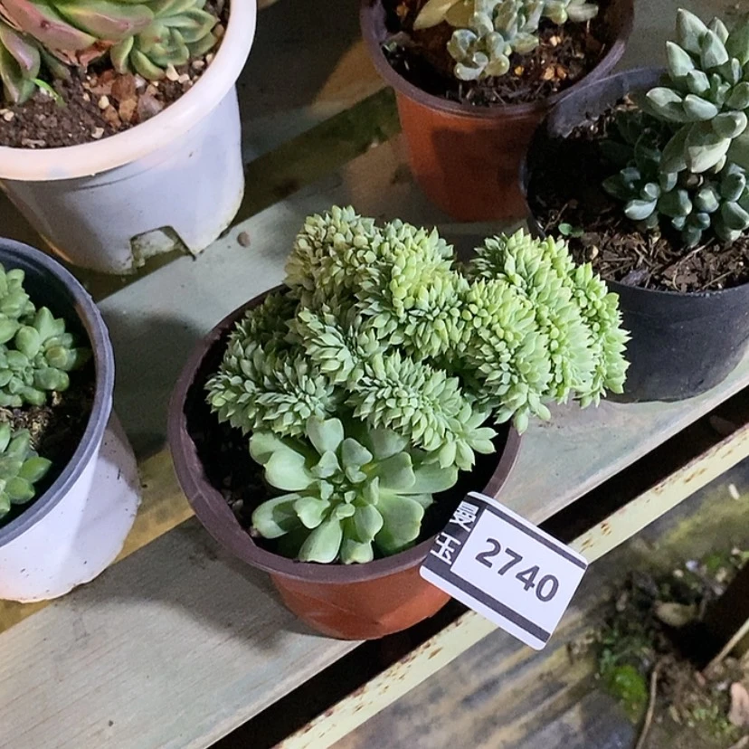 【闪购商品】薄荷缀2740